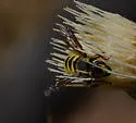 Trachusa timberlakei - photo 4