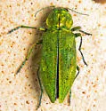 Western Cedar Borer - photo 2