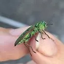 Western Cedar Borer - photo 3