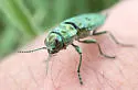 Western Cedar Borer - photo 4