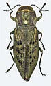 Trachykele fattigi