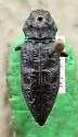 Sargent Cypress Borer