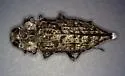 Nimbose Buprestid