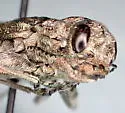 Nimbose Buprestid - photo 4
