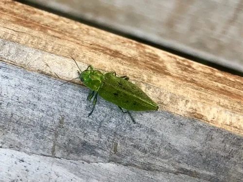 Opulent Jewel Beetle - Trachykele opulenta