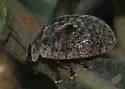 Australian Tortoise Beetle
