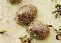 Australian Tortoise Beetle - photo 2