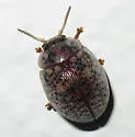 Australian Tortoise Beetle - photo 4