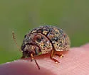 Australian Tortoise Beetle - photo 5