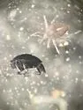 Trachymolgus purpureus