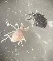Trachymolgus purpureus - photo 3