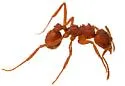 Trachymyrmex arizonensis