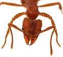Trachymyrmex arizonensis - photo 2