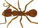 Trachymyrmex arizonensis - photo 3