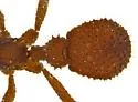 Trachymyrmex arizonensis - photo 4