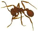 Trachymyrmex arizonensis - photo 5