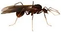 Trachymyrmex nogalensis - photo 2