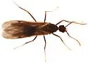 Trachymyrmex nogalensis - photo 3