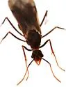 Trachymyrmex nogalensis - photo 4