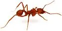 Trachymyrmex nogalensis - photo 5