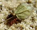 Northern Fungus Farming Ant