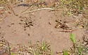 Northern Fungus Farming Ant - photo 2
