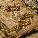 Northern Fungus Farming Ant - photo 3