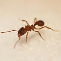 Northern Fungus Farming Ant - photo 4