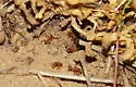 Northern Fungus Farming Ant - photo 5