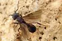 Trachymyrmex smithi
