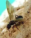 Trachymyrmex smithi - photo 2