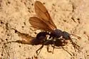 Trachymyrmex smithi - photo 3