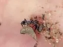 Trachymyrmex smithi - photo 4