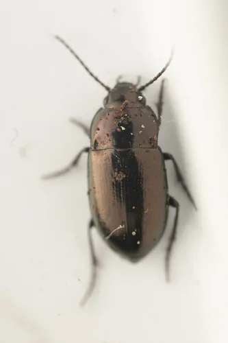 Trachypachus gibbsii - photo 2