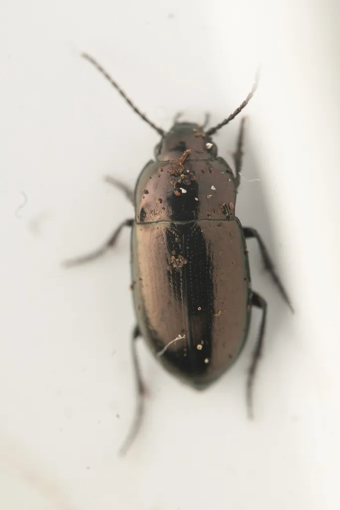 Trachypachus gibbsii - photo 3