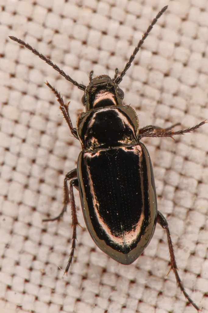 Trachypachus inermis - photo 2