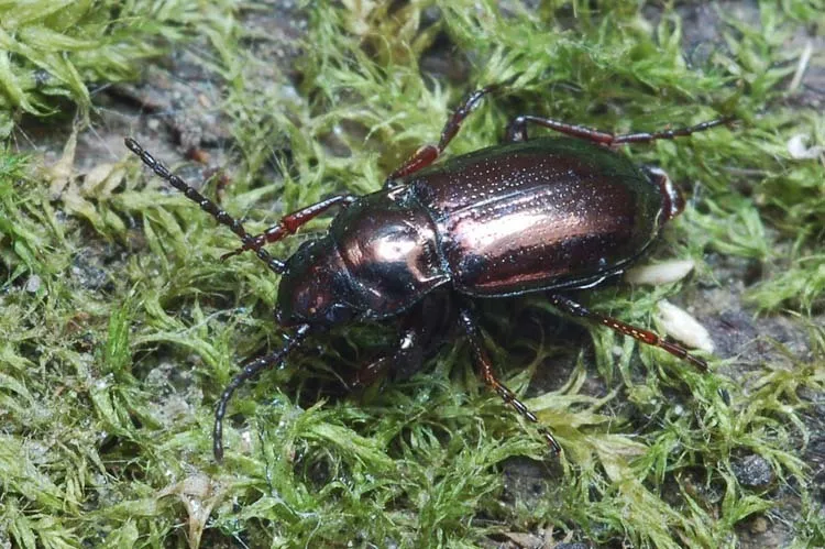 Trachypachus zetterstedti