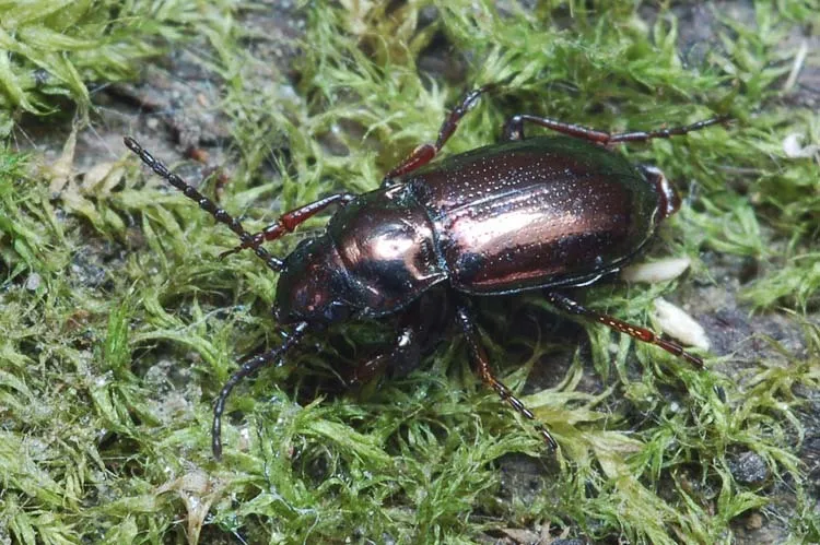 Trachypachus zetterstedti - photo 2