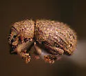Trachyphloeosoma advena - photo 2