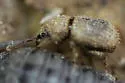 Trachyphloeosoma advena - photo 4