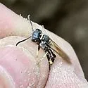 Trachypus mexicanus - photo 3