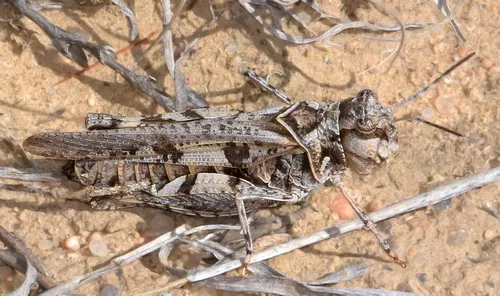 Trachyrhachys aspera