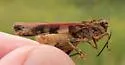 Kiowa Grasshopper