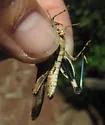 Kiowa Grasshopper - photo 2