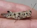 Kiowa Grasshopper - photo 3