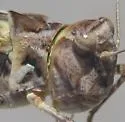Kiowa Grasshopper - photo 4