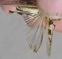 Kiowa Grasshopper - photo 5