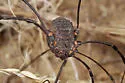 Trachyrhinus favosus