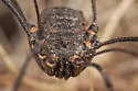 Trachyrhinus favosus - photo 2