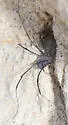 Trachyrhinus favosus - photo 3